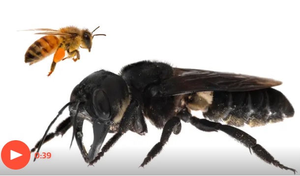 гигансткая пчела