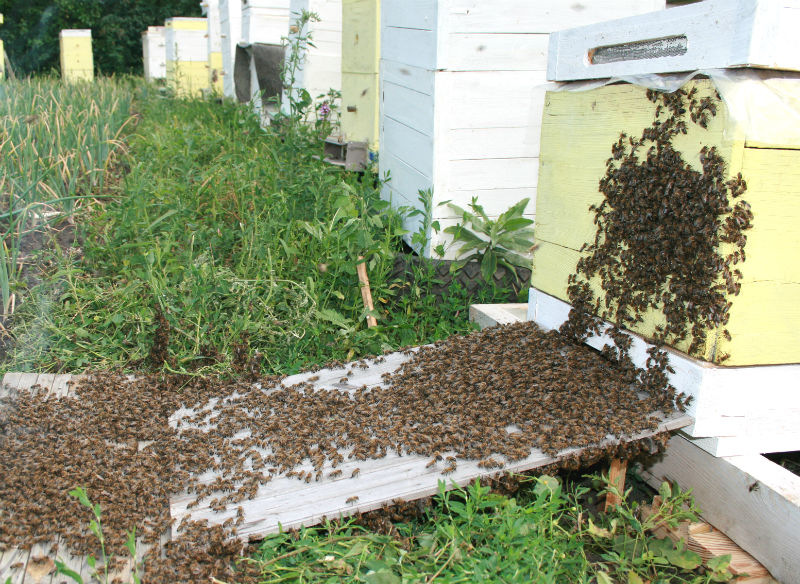 пчёлы на улье