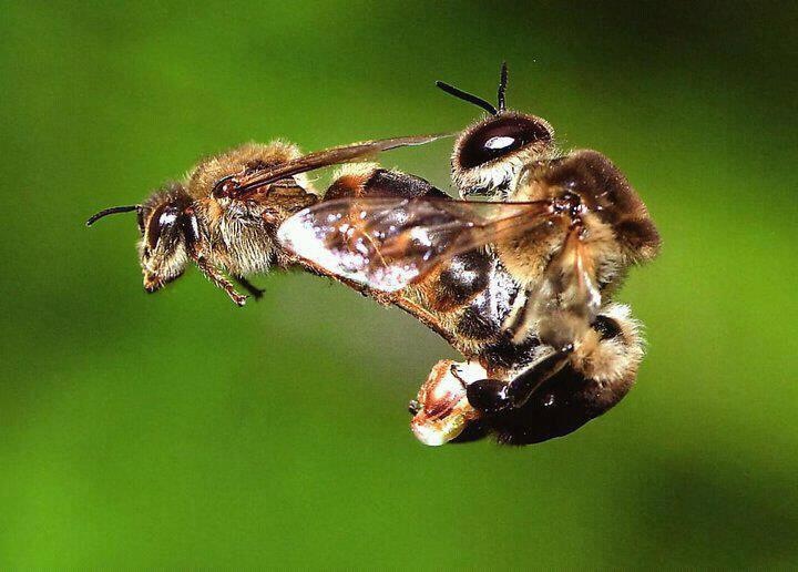 bee mating01